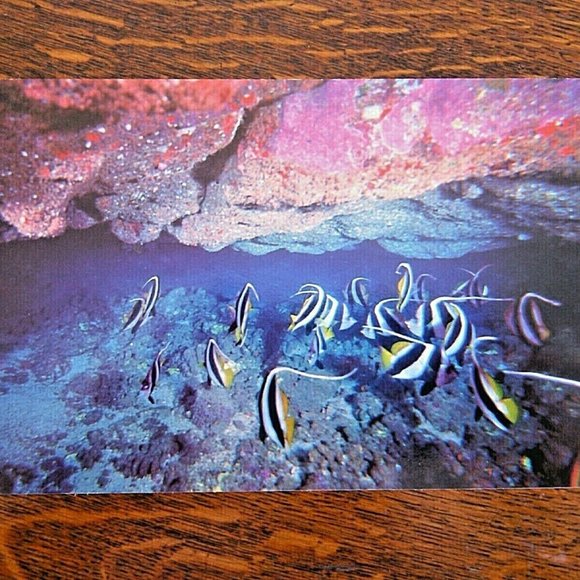 Vintage Postcard Marine Murals Hawaii Moorish Idols Fish & Black Coral Unposted - Picture 16 of 16